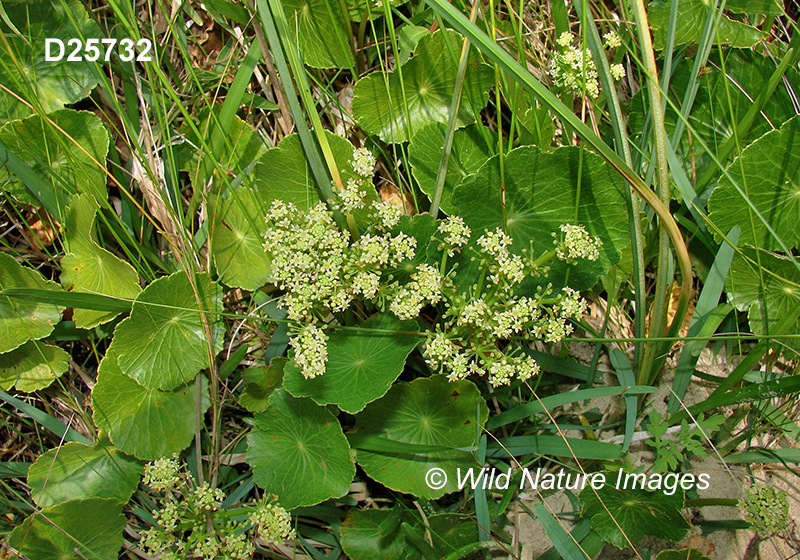 Hydrocotyle bonariensis